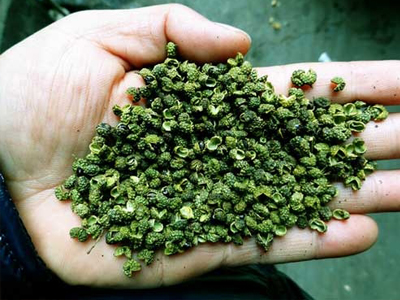 PEPPER GRADING