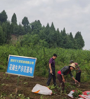 花椒采摘正當(dāng)時(shí) 歡聲笑語迎豐收