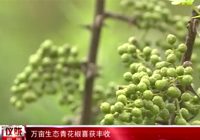 儀隴新聞 | 千久發(fā)萬畝生態(tài)青花椒喜獲豐收