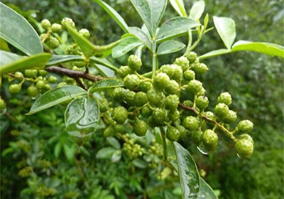 花椒這樣吃，才夠味！